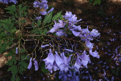 Jacaranda mimosifolia