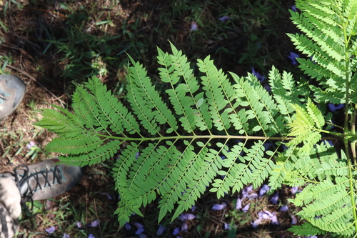 Jacaranda mimosifolia
