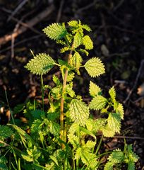 Urtica membranacea