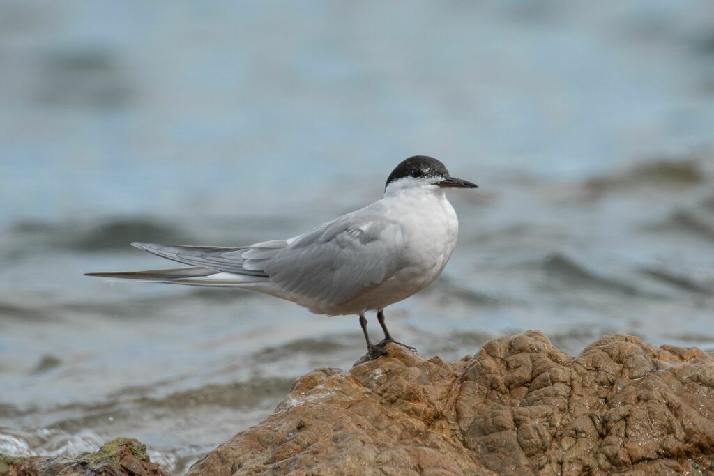 Western Common Tern