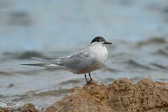 Common Tern photo 6