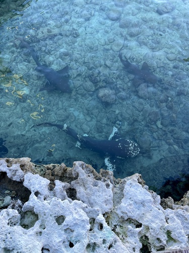 Photo of Nurse Shark (Ginglymostoma cirratum)
