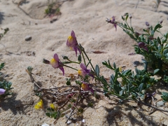 Linaria pedunculata
