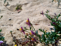 Linaria pedunculata