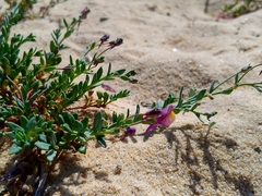Linaria pedunculata