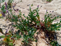 Linaria pedunculata