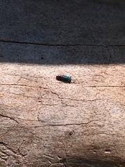 Chrysis terminata