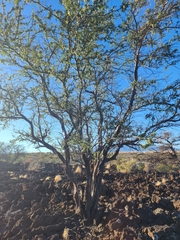 Prosopis pallida, recorded fruiting