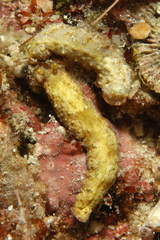 Dermatobranchus tuberculatus