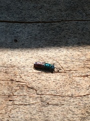 Chrysis terminata