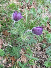 Pulsatilla montana
