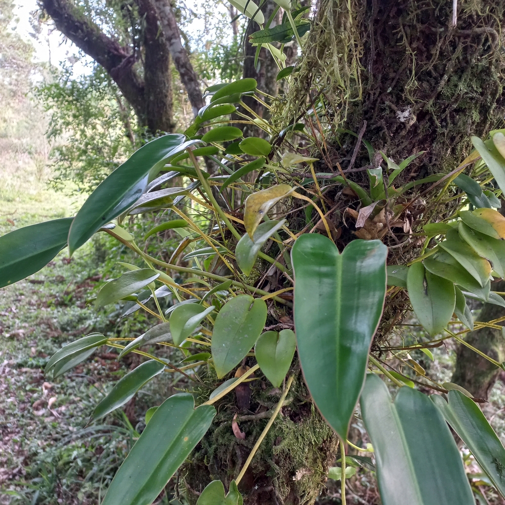 Acianthera luteola