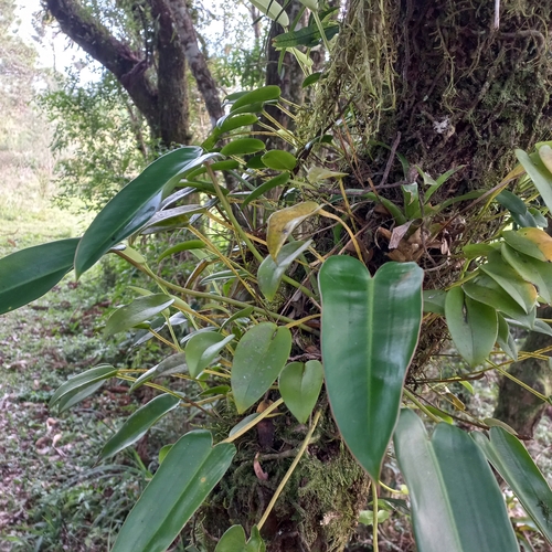 Image of Acianthera Luteola (Acianthera luteola) by (c) Patrícia Mees, some rights reserved (CC BY)