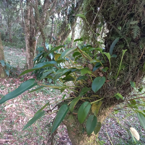 Image of Acianthera Luteola (Acianthera luteola) by (c) Patrícia Mees, some rights reserved (CC BY)