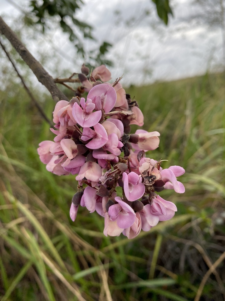 Hymenolobium alagoanum
