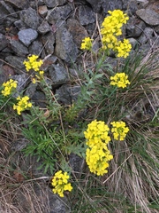 Alyssoides utriculata