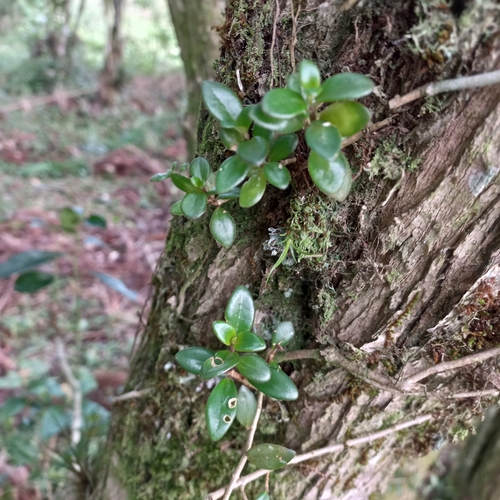 Nematanthus australis, photograph 5