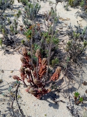 Petrosedum sediforme