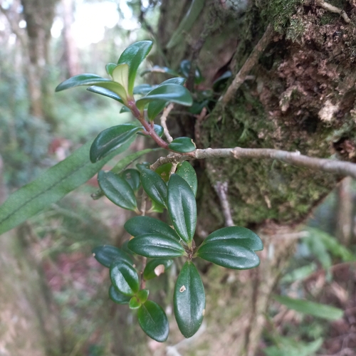 Nematanthus australis, photograph 6