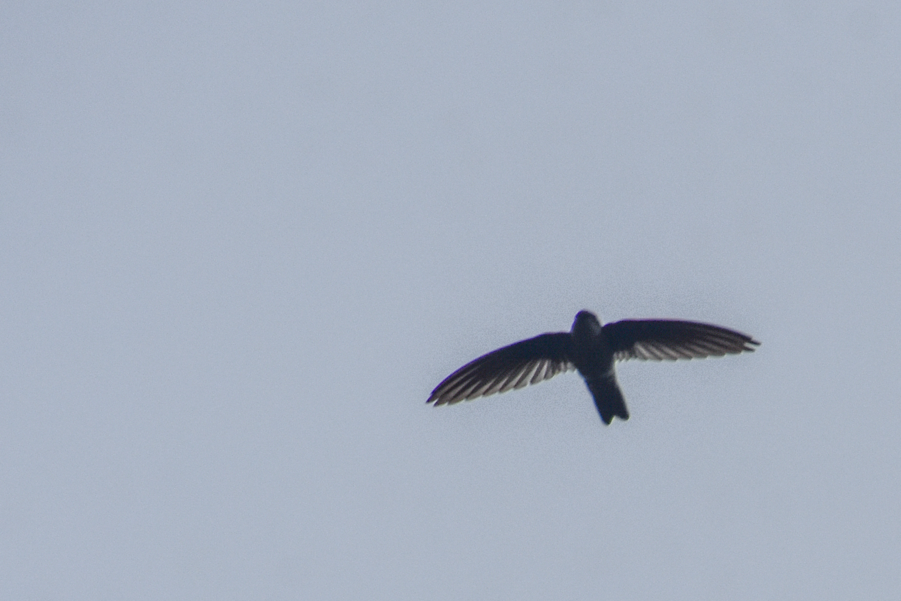 Uniform Swiftlet (Aerodramus vanikorensis), photo 10