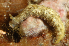 Dermatobranchus tuberculatus image