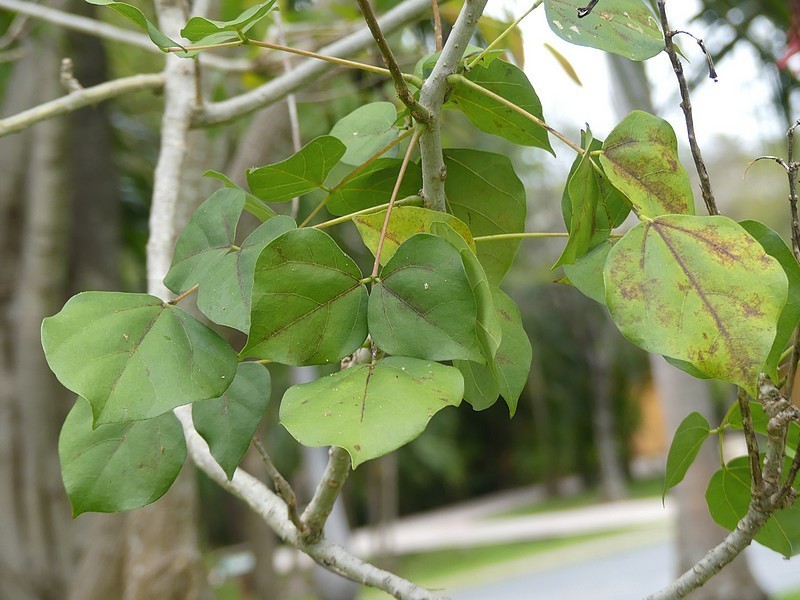 Erythrina standleyana