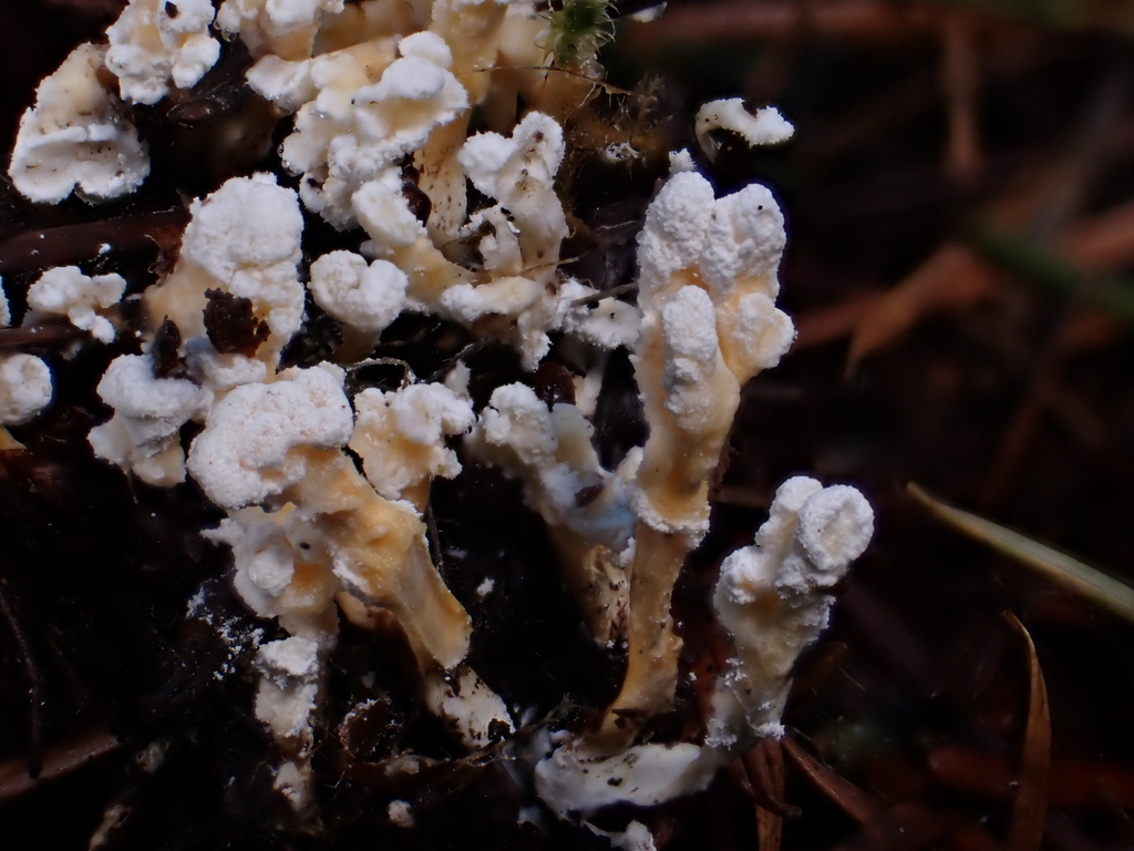 Cordyceps from Cowlitz County, WA, USA on November 24, 2023 at 02:59 PM ...