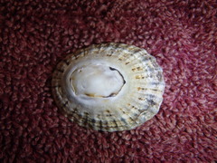 Scutellastra peronii