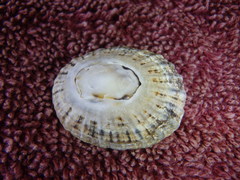 Scutellastra peronii