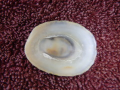 Scutellastra peronii