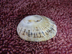 Scutellastra peronii