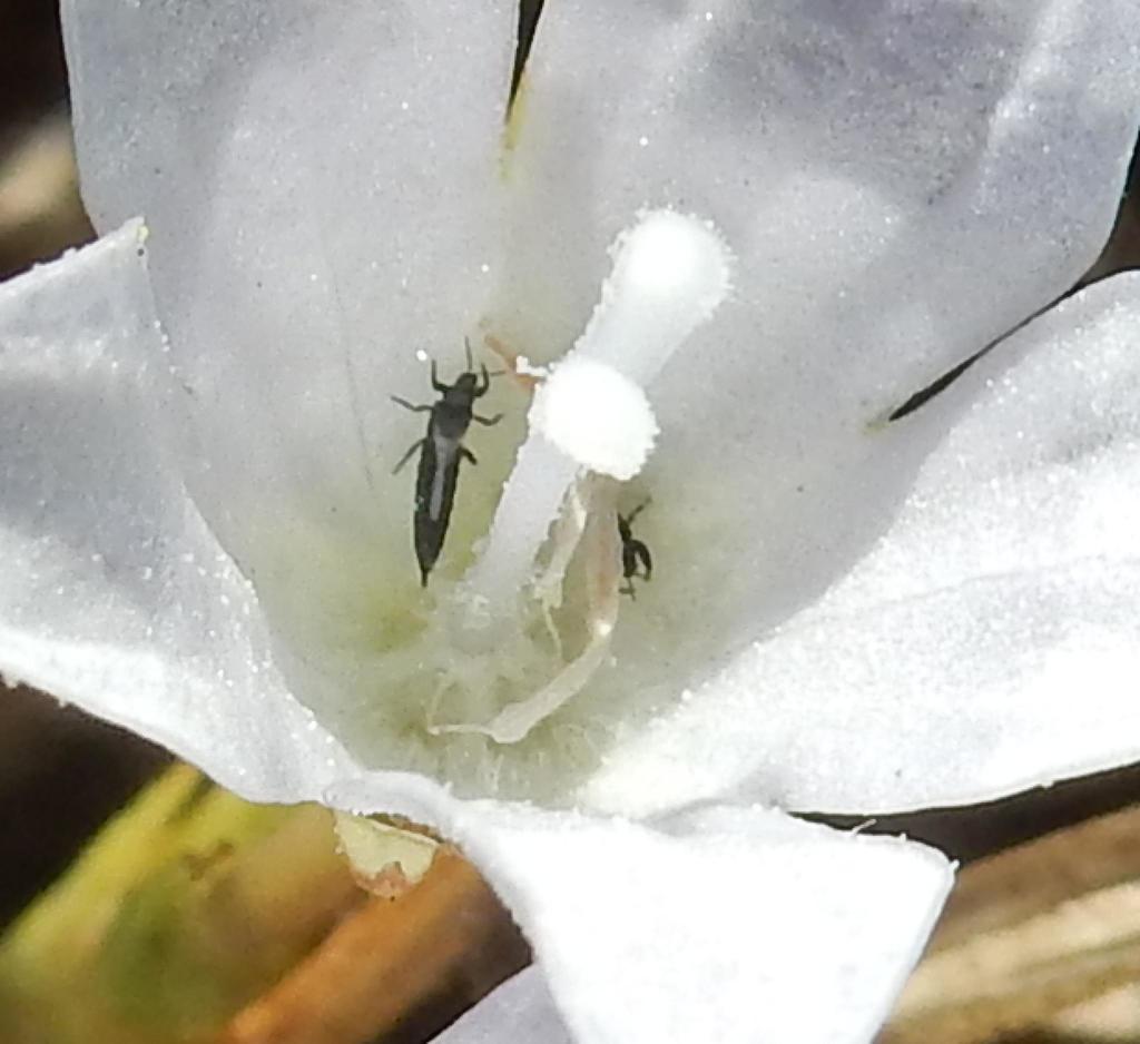 Phlaeothrips varius