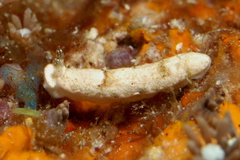 Dermatobranchus fasciatus image