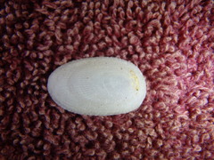 Tugali parmophoidea
