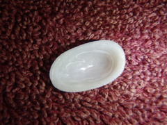 Tugali parmophoidea