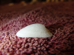 Tugali parmophoidea