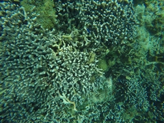 Porites porites