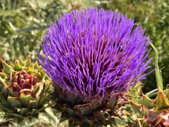 Cynara cardunculus cardunculus