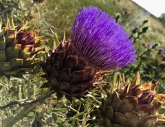 Cynara cardunculus cardunculus