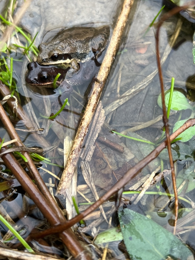 upland-chorus-frog-from-lee-rd-146-opelika-al-us-on-january-3-2023