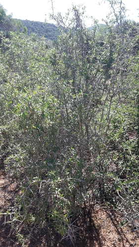 Gymnosporia polyacantha (Gymnosporia polyacantha)