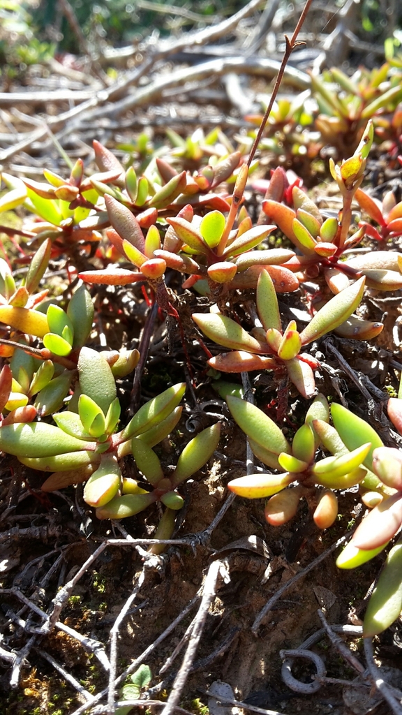 Crassula pubescens ssp. radicans 2