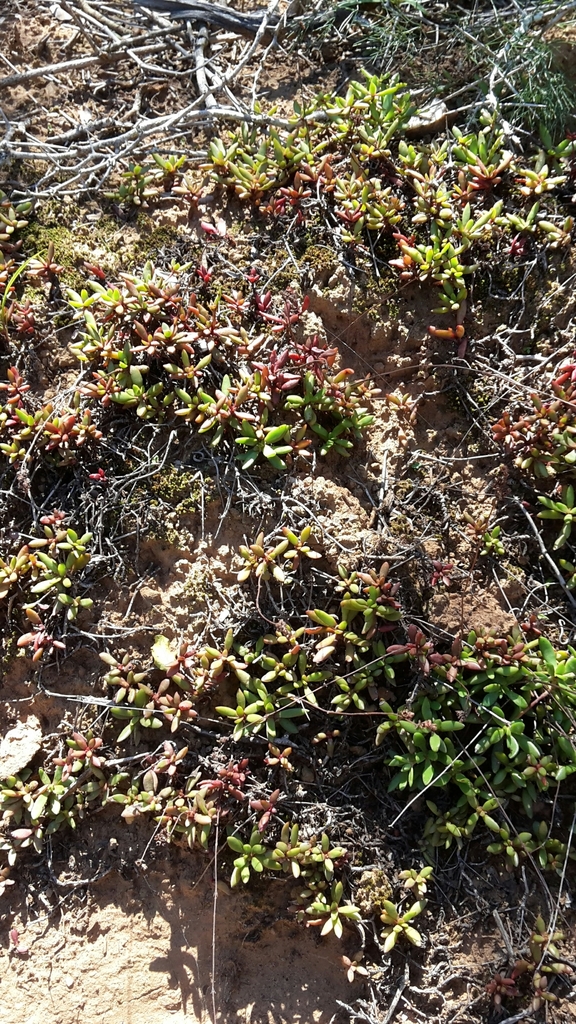 Crassula pubescens ssp. radicans