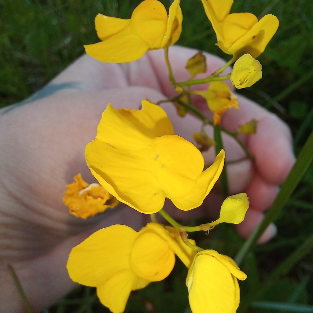 Utricularia praelonga A.St.-Hil. & Girard