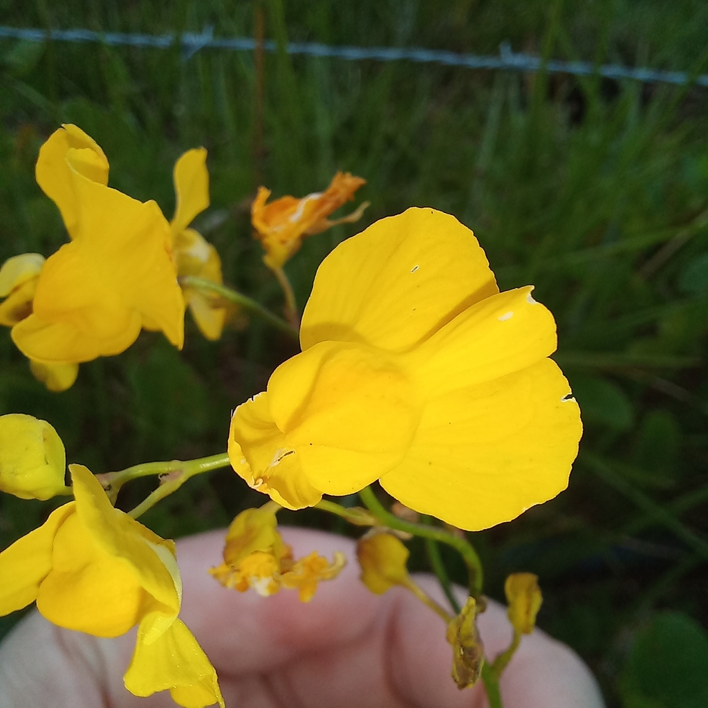 Utricularia praelonga A.St.-Hil. & Girard 2