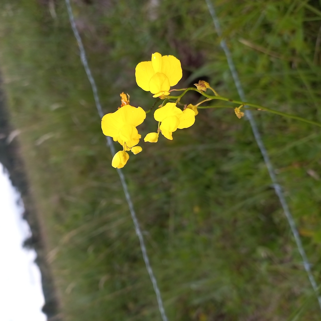 Utricularia praelonga A.St.-Hil. & Girard 3