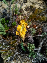 Linaria polygalifolia