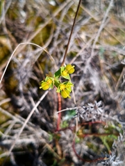 Linaria polygalifolia