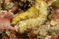 Dermatobranchus tuberculatus