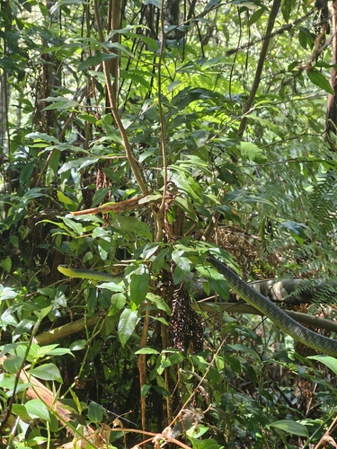 Common Tree Snake sighting